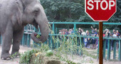 Why should zoos be banned?