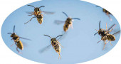 Why are wasps so bad this year?