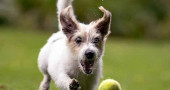 Why do dogs love tennis balls?