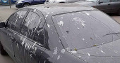 Why do birds keep pooping on my car?