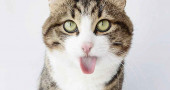 Why do cats stick their tongue out?