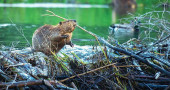 Why do beavers build dams?