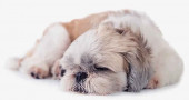 Why Do Shih Tzus Sleep So Much?