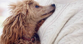 100 reasons why dogs are the best pets