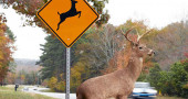 Why do deer jump in front of cars?