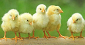 Why are baby chicks yellow?