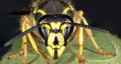 Why are yellow jackets so bad this year?