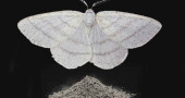 Why do moths turn to dust?